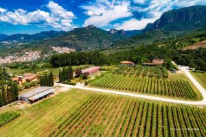 an aerial view of a vineyard with mountains in the background at Il Cuccaro B&B-Bike Friendly in Eboli