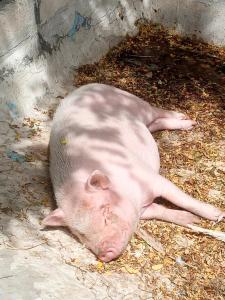 een varken ligt op de grond bij Chambres d'Hôtes La Turone in Cheillé