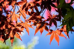 Fotografie z fotogalerie ubytování 清境英格曼花園民宿 v destinaci Renai