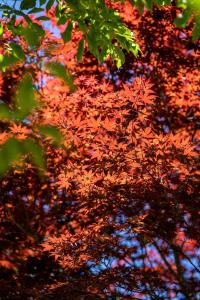 Fotografie z fotogalerie ubytování 清境英格曼花園民宿 v destinaci Renai