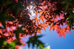 Fotografie z fotogalerie ubytování 清境英格曼花園民宿 v destinaci Renai