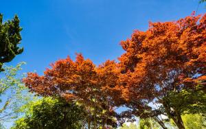 Fotografie z fotogalerie ubytování 清境英格曼花園民宿 v destinaci Renai