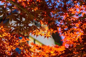 Fotografie z fotogalerie ubytování 清境英格曼花園民宿 v destinaci Renai
