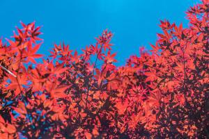 Fotografie z fotogalerie ubytování 清境英格曼花園民宿 v destinaci Renai