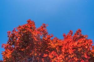 Fotografie z fotogalerie ubytování 清境英格曼花園民宿 v destinaci Renai
