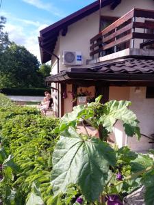 a field of cabbage next to a building at Guesthouse Marton in Jezerce