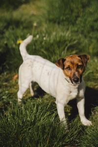 un perro blanco y marrón parado en la hierba en Podkowa Modliszów, en Modliszów