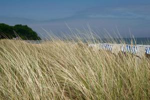 ein Feld mit hohem Gras neben einem Strand in der Unterkunft Ferienhaus Augustin mit Reetdach und Kamin in Baabe