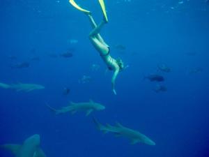 a woman swimming in the ocean with a group of sharks at Huvan Inn in Fulidhoo