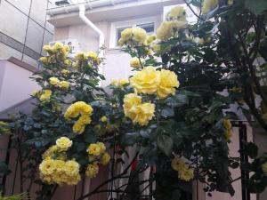 Lyudmila Guest House في سيفاستوبول: حفنة من الورود الصفراء معلقة من السياج
