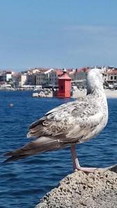 un pájaro parado en una roca cerca del agua en Apartments Piran, en Piran