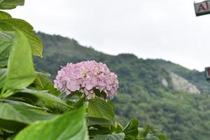 una flor rosa con una montaña en el fondo en Hotel del Alto Sella, en Amieva