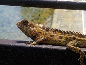 un lagarto sentado en la parte superior de una barandilla en Arangala Forest Lodge, en Naula