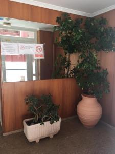 two large potted plants in a room with a mirror at Edificio Mirasierra in Oropesa del Mar