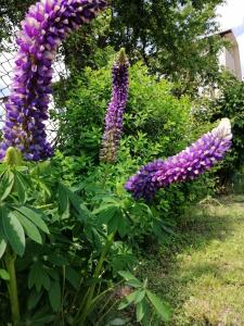 Photo de la galerie de l'établissement MV Apartamenty Komfort, à Augustów