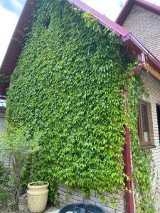 a green ivy wall on the side of a house at Guesthouse Saksonia in Goryachiy Klyuch