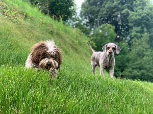 dos perros parados en la hierba en una colina en Aqua&Co Bellagio - Eco conscious stay en Bellagio