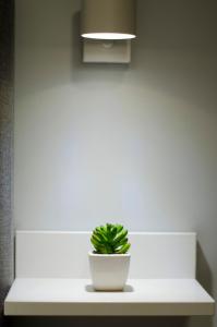 a plant in a white pot sitting on a shelf at Studio Take A Break in St. St. Constantine and Helena