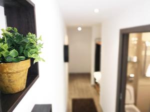 une plante en pot sur un mur dans un couloir dans l'établissement The Evergreen Nest - Silver Mountain, à Poiana Brasov