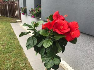 ein Strauß roter Blumen in einer Vase in der Unterkunft Apartment Natalija in Rogaška Slatina
