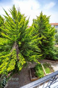 a group of pine trees in a garden at Irene Suites in Nea Moudania