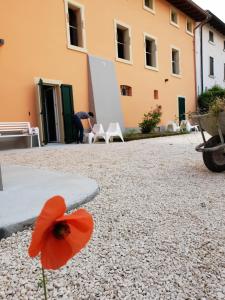 a red flower on the ground in front of a building at La casa di Edone in Monzambano