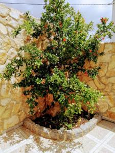 una planta en una olla junto a una pared de piedra en Casa Alfarroba, en Barão de São Miguel