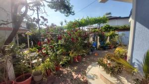 a garden filled with lots of plants and flowers at Ana si Alex in Eforie Nord