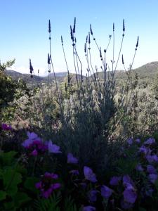 a field of purple flowers with mountains in the background at Alexia's house in Chortáta