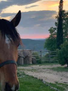 Állatok az apartmanban vagy a közelben