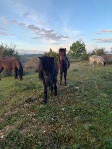 Állatok az apartmanban vagy a közelben