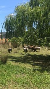 een groep dieren die grazen in een veld onder een boom bij Something Different - Shedstay in Donnybrook