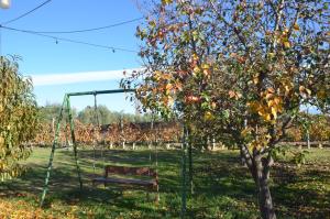 a swing in a park next to a tree at Finca Fisterra in Maipú