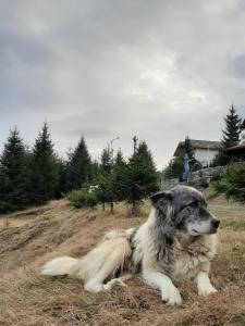 Domácí mazlíčci ubytovaní s hosty v ubytování Casa de vacanta Two Brothers Concept