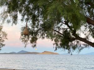 a nest in a tree over a body of water at Zest Exclusive Hotel & Spa in Ortakent