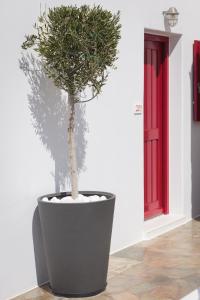 uma planta em um grande pote preto ao lado de uma porta vermelha em Katerina mare em Naousa