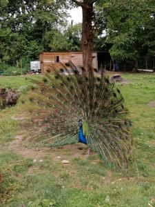 un pavo real con sus plumas en un campo en Chambres d'hôtes "La Source", en Mareuil-sur-Lay