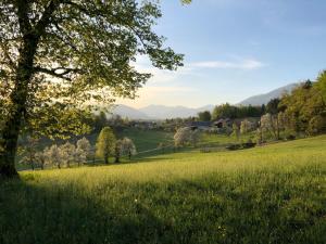 un prato erboso con un albero in primo piano di Apartma Romana a Spodnji Otok