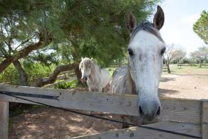 two white horses standing behind a wooden fence at Gîtes Equestres Lou Caloun - Les Saintes Maries de la Mer in Saintes-Maries-de-la-Mer