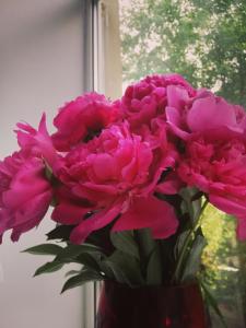 Ein Haufen rosa Blumen in einer Vase im Fenster in der Unterkunft Айстра in Lwiw