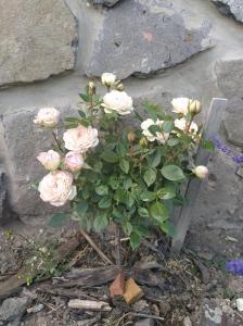 a bouquet of pink roses in a vase at Szent Margit Vendégház in Somlóvásárhely