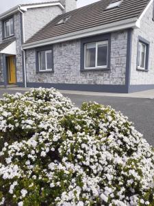a bush of white flowers in front of a house at Sunny Hill View in Lahinch