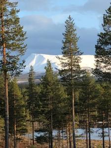 uma vista para uma montanha coberta de neve atrás de algumas árvores em Hede, stuga em Hede