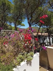 einen Garten mit rosa Blumen auf einem weißen Zaun in der Unterkunft Lara Elite in Castiglione della Pescaia