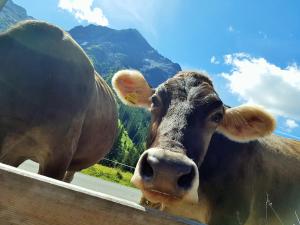 Altri animali domestici presso l'affittacamere o nei dintorni