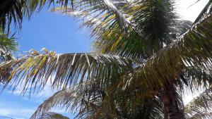 una palmera con el cielo en el fondo en Margarita del Sol Hotel Costa Maya, en Mahahual