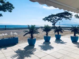 un groupe de palmiers en pots bleus sur la plage dans l'établissement Angela Apartments & Studio, à Fanárion