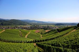 an aerial view of a vineyard in the hills at ANNAS STUBE - Boutique Design Bauernhof in Waldkirch