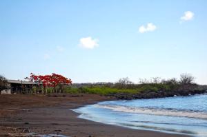 a beach with a house and trees on the shore at Black Beach House in Floreana