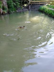 Kép Ferienhaus am Waldrand von Egg Bregenzer Wald szállásáról Eggben a galériában Még 22 kép